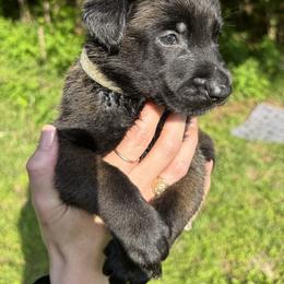 Light Blue Boy 3 - Black sable male Belgian Malinois puppy in Orange, Texas from Tacti-Mal K9 Kennels