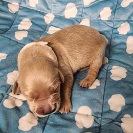 Boy 3 - Golden male Golden Retriever puppy in Saginaw, Michigan from Precious Kennel Retrievers