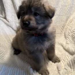 Red Boy - Sable German Shepherd puppy in Depauville, New York from Davis Farm