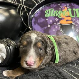 Gomez - Blue merle male Bernedoodle puppy in Lone Jack, Missouri from Elite Bernedoodle Besties LLC
