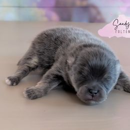 Gucci - Blue and tan male Pomeranian puppy in Fultonville, New York from Sandy Aussies & Pomeranians