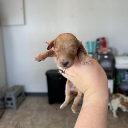 Boy 2 - Cream male Dachshund puppy in Las Animas, Colorado from J&D Dachsies