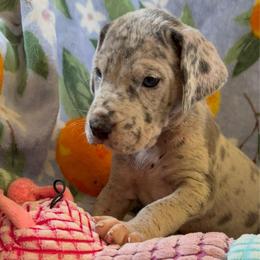 Django - Merle male Great Dane puppy in Jerusalem, Arkansas from Mara Danes