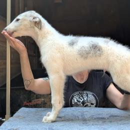 Cairo - Silver brindle male Borzoi puppy in Sherwood, Oregon from Arcaniss Borzoi