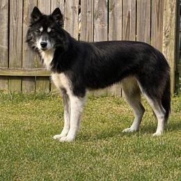 Harmony - Siberian Husky