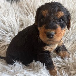 Howie - Black and tan male Airedale Terrier puppy in Huntersville, North Carolina from Cool Hand Luke Kennels