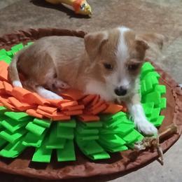 Portuguese Podengo Pequeno puppies from Kaprikorn