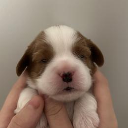 Cavalier King Charles Spaniel Puppies from Misty Meadow Cavaliers
