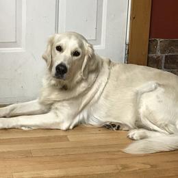 Ava - Golden Retriever