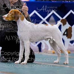 Purple collar - White and orange male Brittany puppy in Belleview, Florida from Gourley's Brittanys