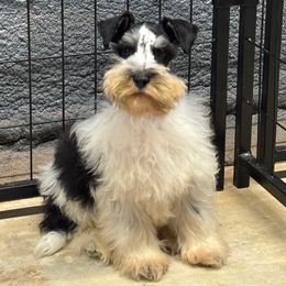 Duke - Miniature Schnauzer