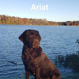 Ariat - Chocolate female Labrador Retriever puppy in Hamilton, Mississippi from Keller's Retrievers