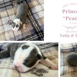Peach - Blue female Boston Terrier puppy in El Paso, Texas from Little Mister and Little Miss Boston Terriers
