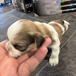 Girl 4 - Liver and white Shih Tzu puppy in Gulf Breeze, Florida from Garry's Shih Tzus