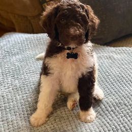 Labradoodle Puppies from Lavender Doodles