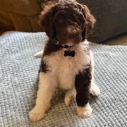 Labradoodle Puppies from Lavender Doodles