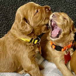 Australian Labradoodle Puppies from Starlight Ridge Australian Labradoodles