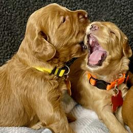 Australian Labradoodle Puppies from Starlight Ridge Australian Labradoodles