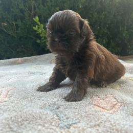 Vienna - Chocolate female Shih Tzu puppy in Statesboro, Georgia from Magnolia Small Breeds