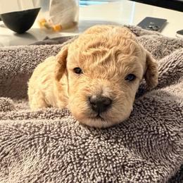 Girl 3 - Apricot female Poodle puppy in Orlando, Florida from Florida Miniature Poodles