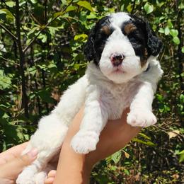 Baby Ruth - Black and white female Bernedoodle puppy in Decatur, Georgia from So Adoodable