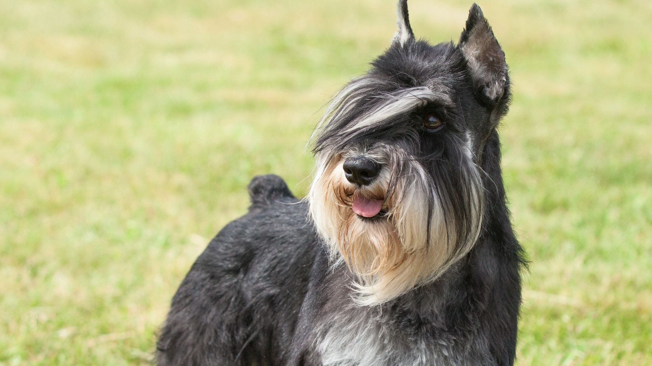 Parti best sale tyme schnauzers