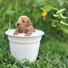 Zinnia - Red  female Poodle puppy in Atlanta, Texas from Miller Creek Standard Poodles