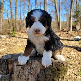 Bernedoodle Puppies from Beartown Doodles