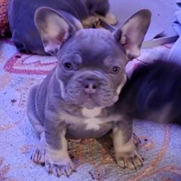 Pepe - Tricolors male French Bulldog puppy in Phoenix, Arizona from ANE French Bulldogs