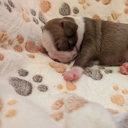 Helmet - Red male Boston Terrier puppy in Molalla, Oregon from Mickie's Boston Terriers