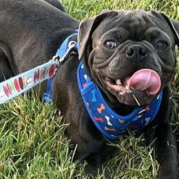 Pugs from Miljkovic & Co Pugs