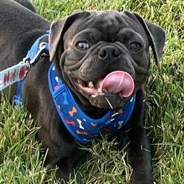 Pugs from Miljkovic & Co Pugs