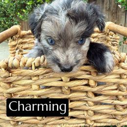 Charming - Blue merle male Aussiedoodle puppy in Bakersfield, California from Annie's Aussies