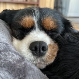 Cavalier King Charles Spaniel Puppies from CreekSong Farm Companions