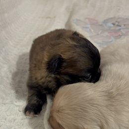 Pekingese and Poodle Puppies from Dogs lovers