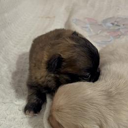 Pekingese and Poodle Puppies from Dogs lovers