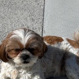 Miranda - Shihpoo