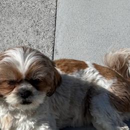 Miranda - Shihpoo