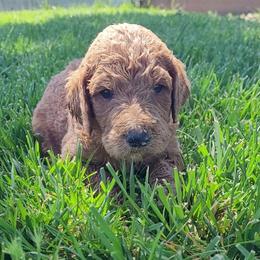 Oreo (Orange Collar) - Apricot male Goldendoodle puppy in Lincoln, California from Lincoln Goldendoodles
