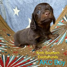 Chocolate boy - Chocolate and tan male Dachshund puppy in Statesville, North Carolina from Kmh Southern Dachshunds