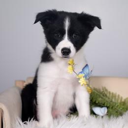 Stardust - Black and white male Border Collie puppy in Conway, Missouri from 2J 2K Border Collies | Maremma Sheepdogs