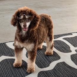 Luna - Poodle