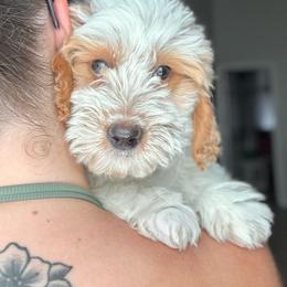Mike Black Collar Male - Yellow and white male Bernedoodle puppy in Peoria, Arizona from Wroth's Pawsibilities