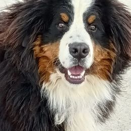 The General - Bernese Mountain Dog