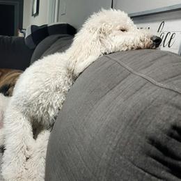 Coop - Goldendoodle