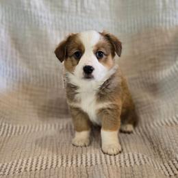 Lady - Red female Companion Cross puppy in Americus, Kansas from Kandi's Pups