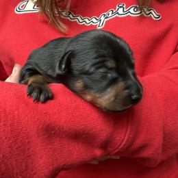 Prague Ratter Puppies from North Star Gem’s Prague Ratters