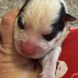 Peppermint - Black and white female Siberian Husky puppy in Mechanicsville, Virginia from Shinko Siberians