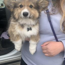 Pembroke Welsh Corgi Puppies from Nunas Corgis