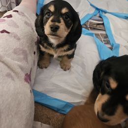 Dachshund Puppies from Grand mesa mini dachshund